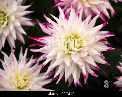 Dahlie, atemberaubende Probe mit weißen Blüten und rosa Blütenblatt Tipps schockierend. Stockfoto