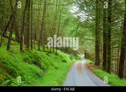 Kurvenreiche Panoramastraße durch den grünen Wald in Schottland Stockfoto