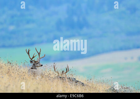 Ein paar der Maultierhirsch Böcke oben ein Montana Valley, Lake County, Montana Stockfoto