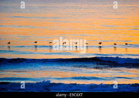 Vögel fliegen über Meer Sonnenuntergang über Meer an Jacksonville Florida Stockfoto