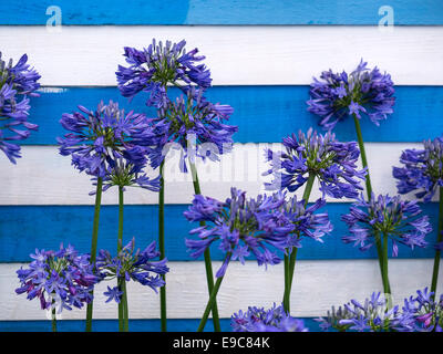 Blaue Agapanthus, weißen und blauen Streifen im Hintergrund gesetzt. Stockfoto