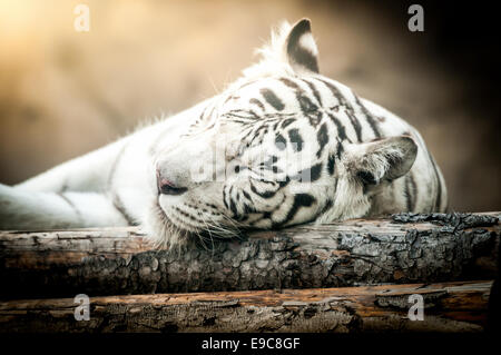 Nahaufnahme des weißen Tigers liegen auf Seite Stockfoto
