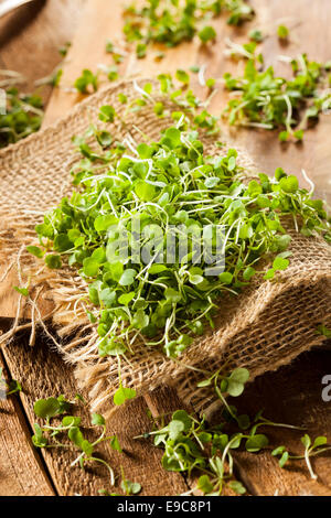 Rohe grüne Rucola Microgreens auf einem Hintergrund Stockfoto