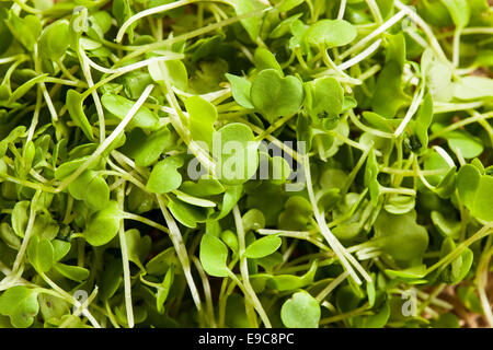 Rohe grüne Rucola Microgreens auf einem Hintergrund Stockfoto