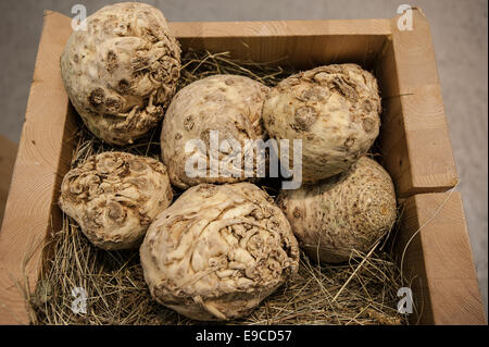 Turin, Piemont, Italien. 24. Oktober 2014. Salone del Gusto e Terra Madre - Torino Lingotto-23-27 Oktober 2014 - Knollensellerie Credit: wirklich Easy Star/Alamy Live News Stockfoto