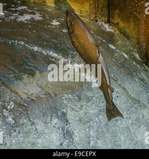 Lachs, sprang eine Fischtreppe. Stockfoto