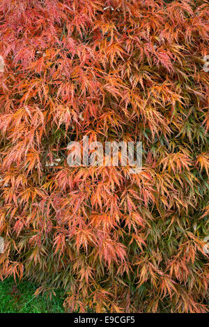 Acer Palmatum Dissectum 'Ornatum' im Herbst. Japanische Ahorn im Herbst Stockfoto