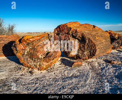 Versteinertes Holz auf Giant Logs Trail, Petrified Forest National Park, Colorado Plateau, Arizona, USA Stockfoto