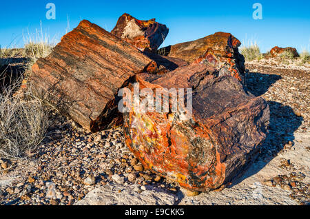 Versteinertes Holz auf Giant Logs Trail, Petrified Forest National Park, Colorado Plateau, Arizona, USA Stockfoto