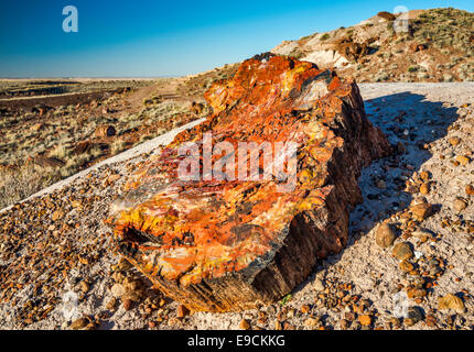 Versteinertes Holz auf Giant Logs Trail, Petrified Forest National Park, Colorado Plateau, Arizona, USA Stockfoto