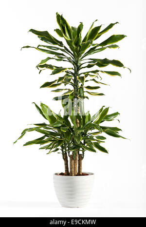 Schließen Sie sich frisches Aussehen Dracaena Fragrans blühende Pflanze Stockfoto