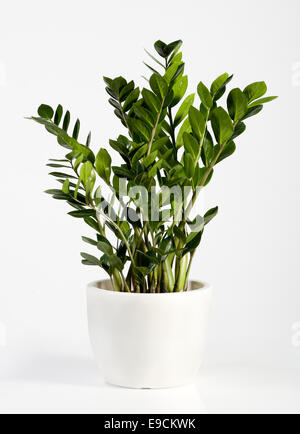 Kultivierte Zamioculcas Zimmerpflanze in einem einfachen weißen Blumentopf, eine immergrüne Pflanze, die Herstellung von kleinen Blütenständen von leuchtend gelben Blüten Stockfoto