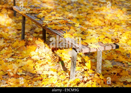 viele gelbe Ahornblätter auf Gartenbank im Herbst Stockfoto