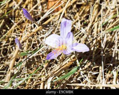 Colchicum Autumnale (Herbstzeitlose) Blume im Herbst, Crimea Stockfoto