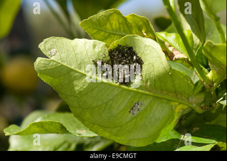 Wollige Mottenschildläuse, Aleurothrixus Floccosus mit rußigen Schimmel auf dem Honigtau auf der Unterseite der Zitrone Blatt eines Baumes in Obst, S Stockfoto