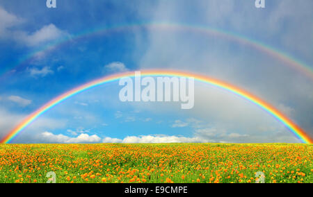 Landschaft mit blühenden Feld und Regenbogen Stockfoto