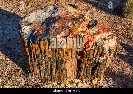 Versteinertes Holz auf Giant Logs Trail, Petrified Forest National Park, Colorado Plateau, Arizona, USA Stockfoto