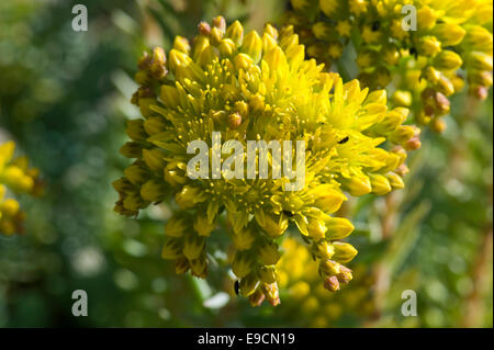 Sedum Reflexum "Blaue Kissen" ein Steingarten Pflanze mit gelben Blüten, Juni Stockfoto