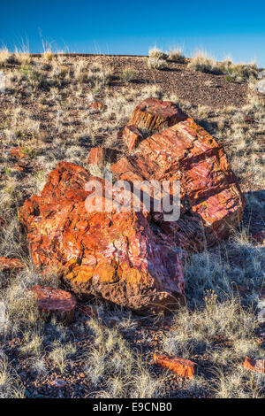 Versteinertes Holz auf Long Logs Trail, Petrified Forest National Park, Colorado Plateau, Arizona, USA Stockfoto