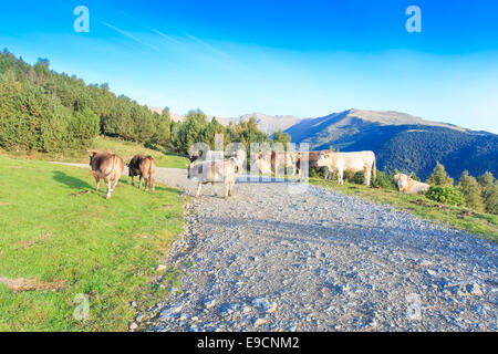 Eine Herde von weißen und braunen Kühe in den spanischen Pyrenäen Wandern und liegen auf einem Schotterweg an einem Berghang Stockfoto