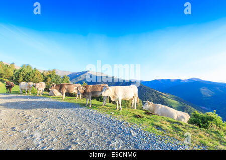 Eine Herde von weißen und braunen Kühe in den spanischen Pyrenäen Wandern und liegen auf einem Schotterweg an einem Berghang Stockfoto