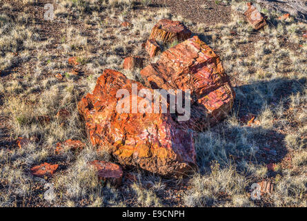 Versteinertes Holz auf Long Logs Trail, Petrified Forest National Park, Colorado Plateau, Arizona, USA Stockfoto