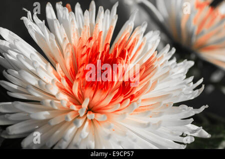 Weiße Chrysantheme vor einem dunklen Hintergrund Stockfoto