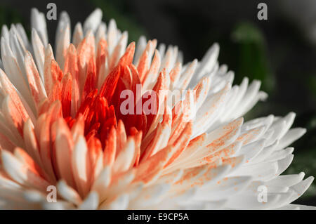 Chrysantheme vor einem dunklen Hintergrund Stockfoto