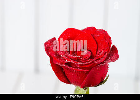 die roten Rosen auf hölzernen Hintergrund Stockfoto