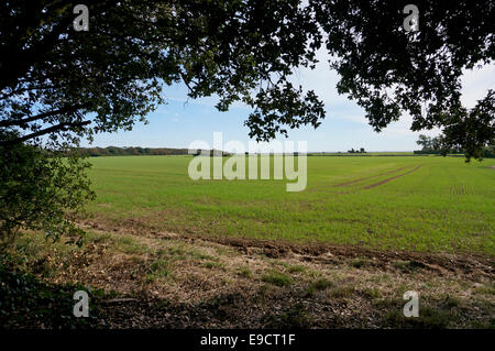 Blick vom The Goring-Gap-Ilex Ackerland, die Göring durch Meer Ferring West Sussex Bereich angedroht werden viele Häuser zu bauen Stockfoto