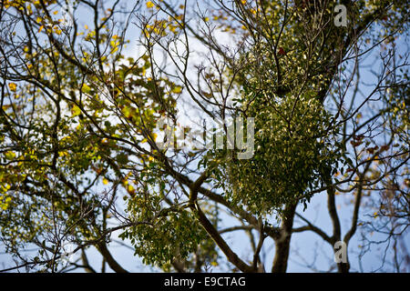 Nürnberg, Deutschland. 24. Oktober 2014. Misteln wachsen auf einem Baum in Nürnberg, 24. Oktober 2014. Foto: Daniel Karmann/Dpa/Alamy Live News Stockfoto