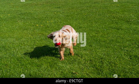 Cocker Spaniel mit roten Ball in den Mund laufen Stockfoto