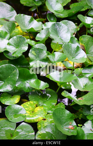 Seerosen Stockfoto