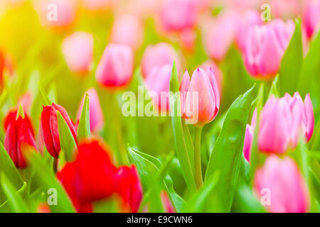 Rosa und rote Tulpen blühen im Frühling Stockfoto