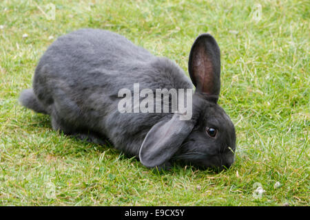 Grey Lop eared Rabbit auf Rasen 141634 Rabbit Stockfoto