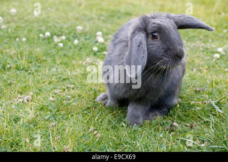 Grey Lop eared Rabbit auf Rasen 141697 Rabbit Stockfoto