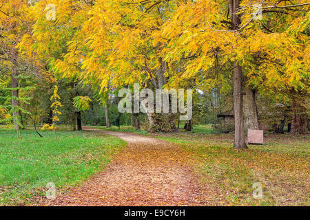 Schmaler Pfad bedeckt mit Laub unter den Bäumen und Pflanzen im Park im Piemont, Norditalien. Stockfoto