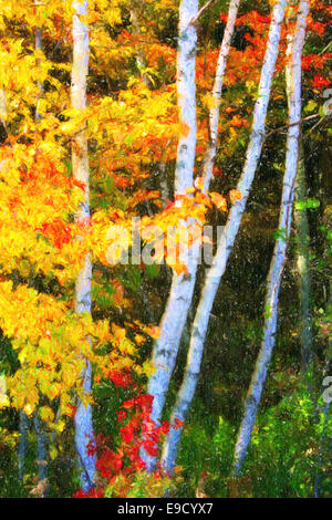 Birken in den herbstlichen Wald, umgeben von lebhaften Ahorn Zweige. Stockfoto