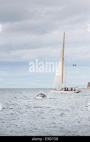 Flasche Nase Delphin & Yacht in den Moray Firth von Schottland. Stockfoto