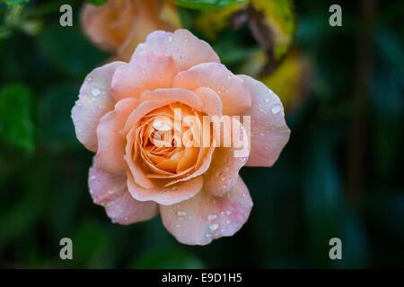 Rose im Morgentau. Stockfoto