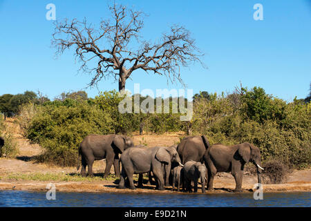 Von Victoria Falls ist möglich, die nahe gelegenen Botswana zu besuchen. Speziell im Chobe-Nationalpark. Chobe National Park. Die Chobe N Stockfoto