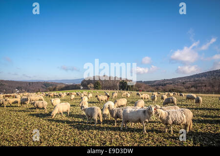 Herde der Schafe im Taunus in der Nähe von Engenhahn, Hessen, Deutschland Stockfoto