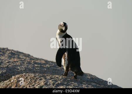 Afrikanische Pinguin (Spheniscus Demersus) auf dem Weg, an einem Strand in der Nähe von Kapstadt in Südafrika. Stockfoto