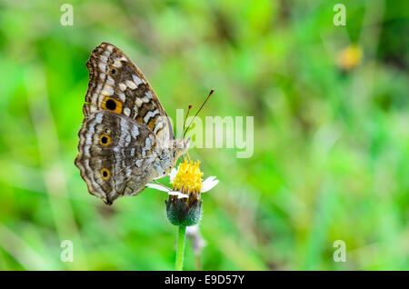 Zitrone-Stiefmütterchen, Nahaufnahme von einem braun gemusterten Schmetterling mit großen "Auge" Flecken auf den Flügeln in Thailand Stockfoto
