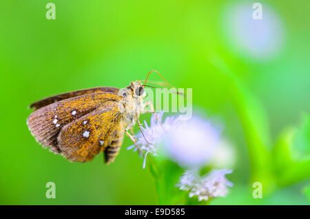 Kastanien Bob oder Lambrix Salsala Salsala, Nahaufnahme kleine dunkle braune Skipper Schmetterling auf des Grases Blume Stockfoto