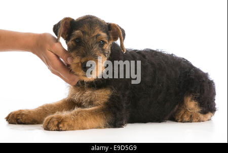 Hände halten auf Airedale Terrier Welpen Stockfoto