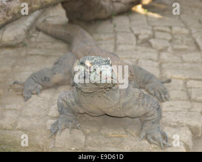 das Bild von der Comodo Dragon aus Bali Stockfoto