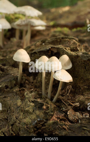 Mycena Galericulata eine Pilzart, die gemeinhin als die gemeinsame Motorhaube, Haube Mycena oder rosig Gill Fee Helm. Stockfoto