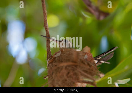 Winzige Kolibri auf Nest in Mittelamerika Stockfoto