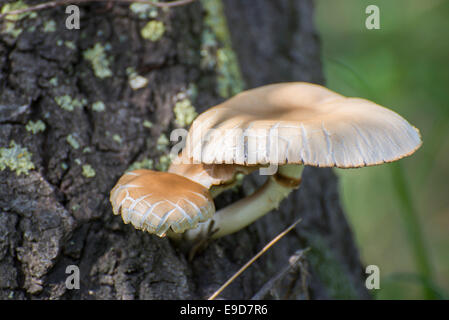 giftige Pilze aus einem Baum im Wald Stockfoto